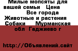 Милые мопсяты для вашей семьи › Цена ­ 20 000 - Все города Животные и растения » Собаки   . Мурманская обл.,Гаджиево г.